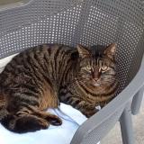 Picture of cat lost at Dompaire