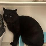 Picture of cat lost at Brest