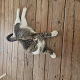 Picture of cat found at Pelissanne