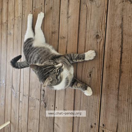 Photo 1/1 Found cat Found in Pelissanne