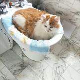 Picture of cat lost at Brunoy