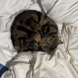 Picture of cat lost at Bombon