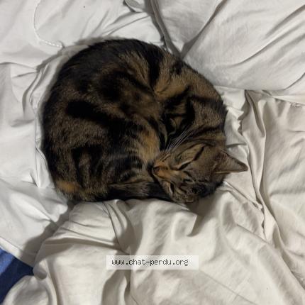 Photo 1/1 Bibou Chat lost in Bombon