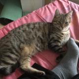 Picture of cat lost at Belfort