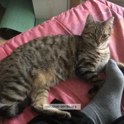 Photo 1/1 Natsu Chat lost in Belfort