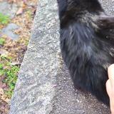 Picture of cat found at Lyon