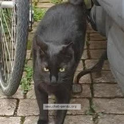 Foto 1/1 Shimo Katze verloren in Grandson