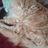 Picture of cat lost at Saint Thonan