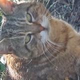 Picture of cat found at Vienne