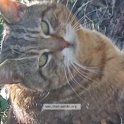 Photo 1/1 Found cat Found in Vienne