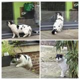 Picture of cat found at Lille