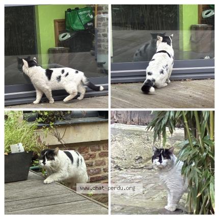 Photo 1/1 Found cat Found in Lille