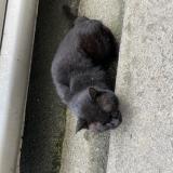 Picture of cat found at Bordeaux