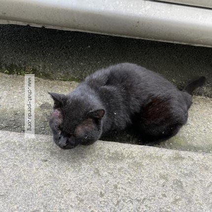 Photo 1/1 Found cat Found in Bordeaux