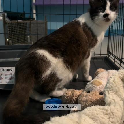 Photo 1/1 Found cat Found in Foix