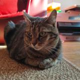 Picture of cat lost at Fontainebleau