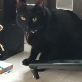 Picture of cat found at Rennes