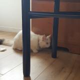 Picture of cat found at Meaux