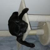 Picture of cat lost at Tremblay En France