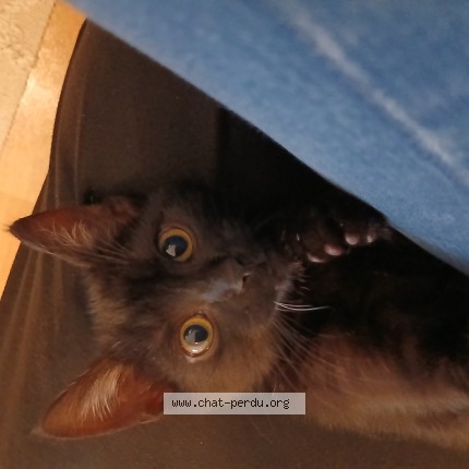 Picture of cat lost at Tremblay En France