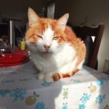 Picture of cat lost at Frehel