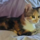 Picture of cat lost at Conde Sur L Escaut