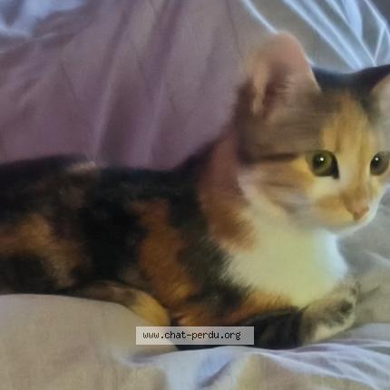 Photo 1/1 Minnie Chat lost in Conde sur l escaut