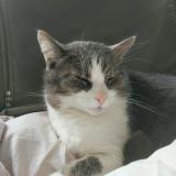 Picture of cat lost at Penestin