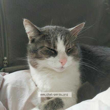 Photo 1/1 Robbic Chat lost in Penestin