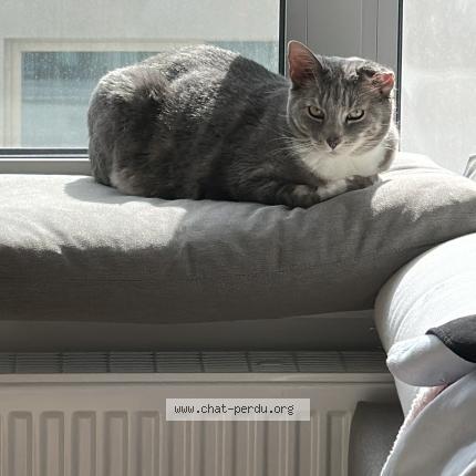 Foto van gevonden kat in Bruxelles