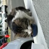 Picture of cat found at Angers