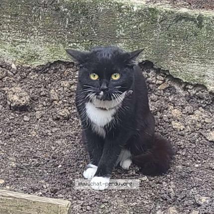 Photo of a cat found in Paris