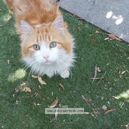 Photo of a cat found in La Pintana