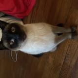 Picture of cat found at Boulogne Billancourt