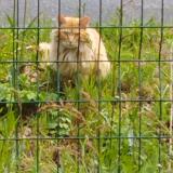 Picture of cat found at Treillieres