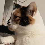 Picture of cat lost at Aussonne