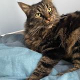 Picture of cat lost at Ayguesvives