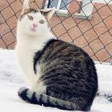 Picture of cat lost at Lille