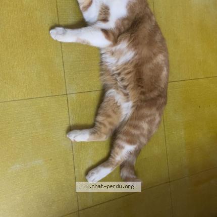 Photo 1/1 Found cat Found in Parie