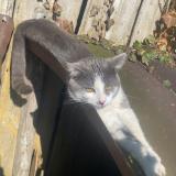 Picture of cat lost at Mesnil St Georges