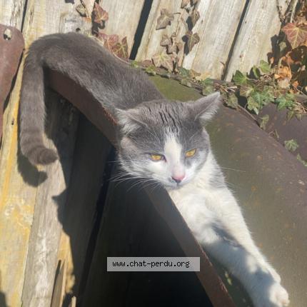 Picture of cat lost at Mesnil St Georges