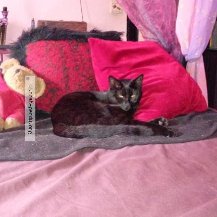 Foto 1/1 Kat teruggevonden Vermist in Uccle