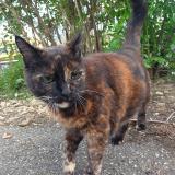 Picture of cat found at Rouen