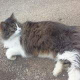 Picture of cat found at Rouen