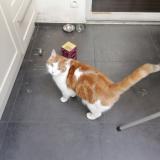 Picture of cat lost at Montpellier