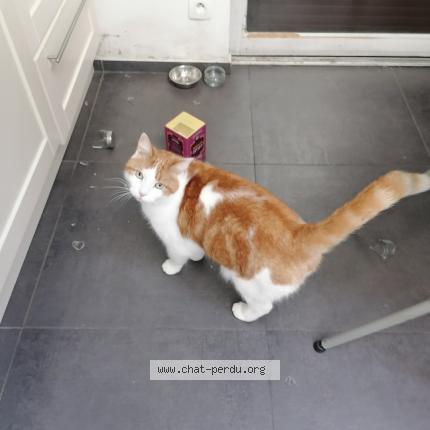 Picture of cat lost at Montpellier
