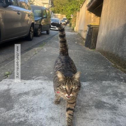 Picture of cat found at Valence