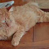 Picture of cat lost at Cugnaux