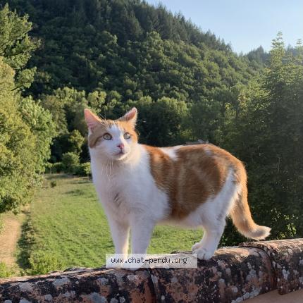 Picture of cat lost at Montpellier