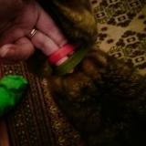 Picture of cat found at Villemomble